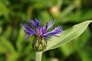 Bloomimg  Knapweed / Cornflower  (Centaurea montana )