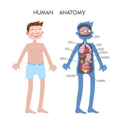 Human anatomy illustration.