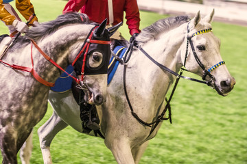 Obraz premium Thoroughbred horse ridden by jockey. Close up horizontal image with part of human body. 