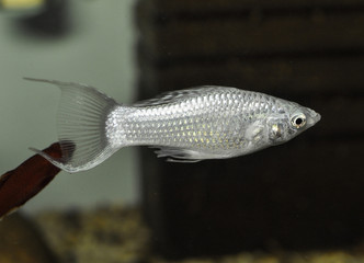 Fish Silver Molly (Poecilia Sphenops) in freshwater aquarium