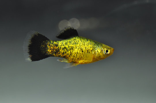 Platy (Xiphophorus maculatus) in freshwater aquarium