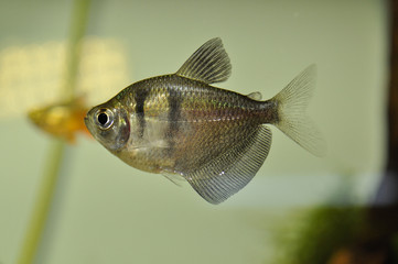 Black Tetra, Gymnocorymbus ternetzi in freshwater aquarium