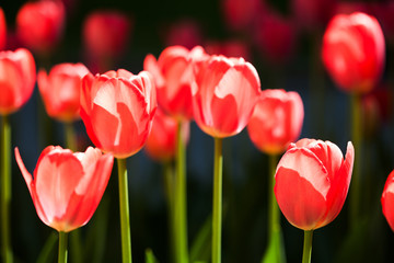Spring time floral background with beautiful red flower tulips in sunlight. Shallow depth of field, selective focus