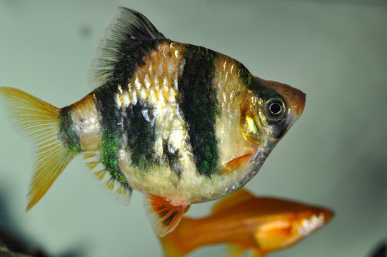 Fish barbus tetrazona in freshwater aquarium