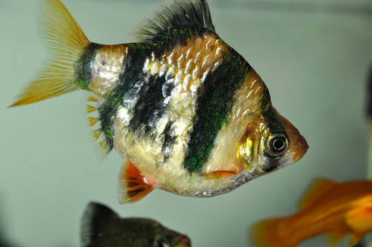 Fish barbus tetrazona in freshwater aquarium