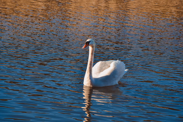 Naklejka premium A white swan swims along the lake with melting ice near the frozen fields in the spring at sunset