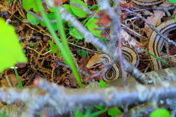 Japanese four-lined ratsnake3