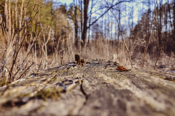 A fallen and overgrown tree with sawdust in the forest close up near the marsh plants on a spring day