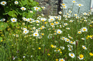 Daisies in a summertime meadow.
