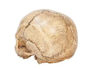 Back of Human Scull