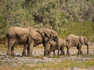 Obraz premium Desert elephant family drinking from puddle of water in Hoarusib river bed, Namibia, Southern Africa