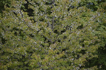 fioritura del ciliegio selvatico