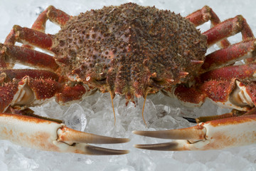Single fresh raw spider crab on ice