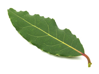 Aromatic Bay Laurel leaves close up isolated over white background