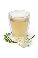 Cup of healthy cow parsley tea