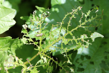 Feeding damage of European cranberrybush (Viburnum opulus) leaves by larvae of viburnum leaf beetle or Pyrrhalta viburni
