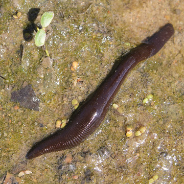 Haemopis sanguisuga or Horse leech