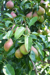 Pears: planting, growing, and harvesting pears. Growing juicy fresh pears o the pear tree branch.