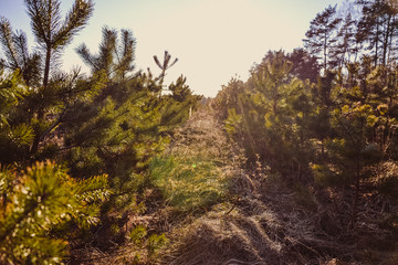 Fir and plants close-up in a field at sunset against a clear sky background