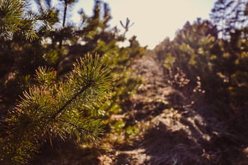 Fir and plants close-up in a field at sunset against a clear sky background