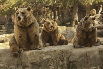 Brown bear (Ursus arctos).