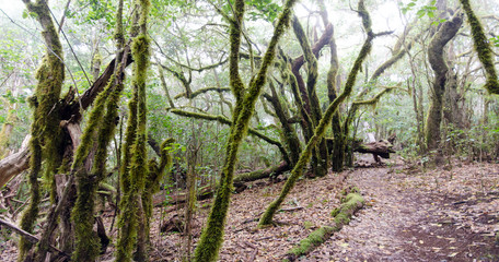 La Gomera: Fruchtbarer, grüner, feuchter Nebelwald mit Bäumen, Farnen und Moos :)