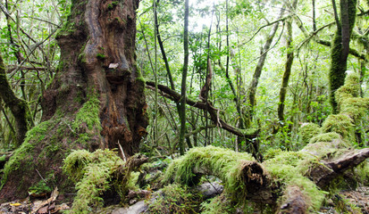La Gomera: Fruchtbarer, grüner, feuchter Nebelwald mit Bäumen, Farnen und Moos :)