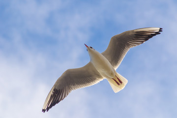 gabbiano in cielo 