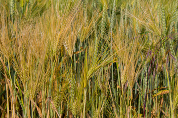 Field of wheat