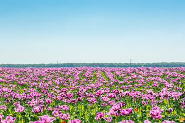field of lila poppy blossoms blue sky - opium poppy - papaver somniferum