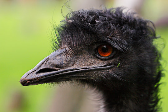 Australian Emu (Dromaius novaehollandiae), view of an Emu's head