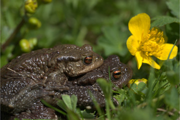 Erdkröte im Gras
