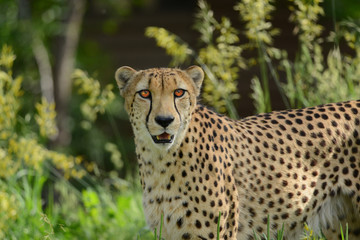 Cheetah is hungry and hunting for food in deep grasses and plains of African Serengeti