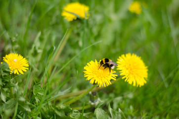 Dandelion and bumblebee