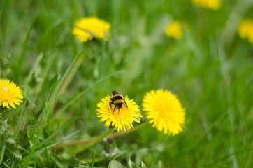 Dandelion and bumblebee