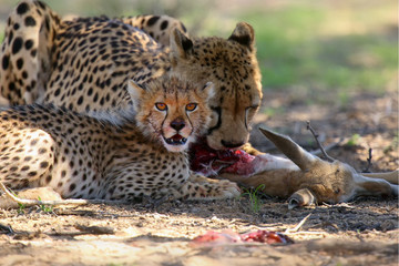 Mother and cub (Acynonix jubatus) at prey. Cheetahs feed on the hunted springbock.