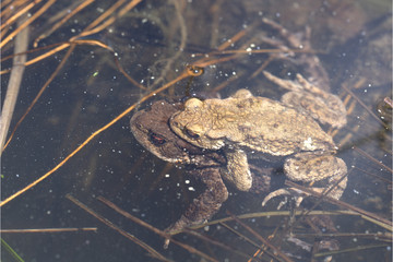 Erdkröte im Wasser