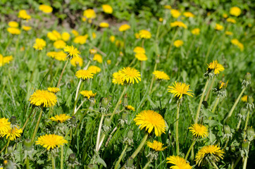 Dandelions