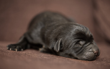 Newborn black lab puppy