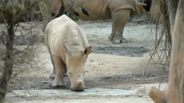 Baby rhino standing.