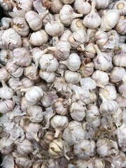 Fresh white garlic on the summer market