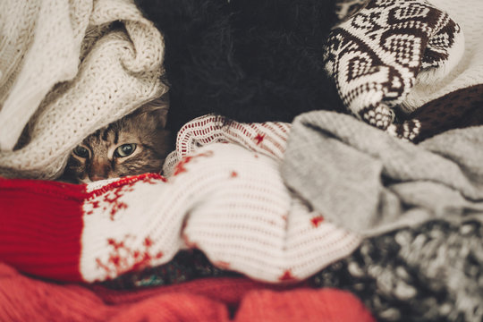 cute funny tabby cat hiding in sweaters, space for text. kitty maine coon with adorable eyes in pile of clothes in warm home. playful fun moments