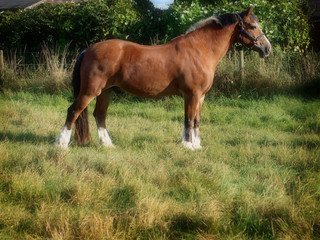 Horse Standing