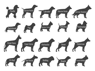 Black dog breeds vector silhouettes isolated on white background
