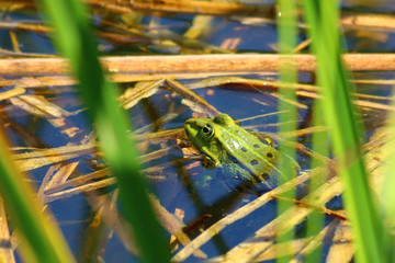 Teichfrosch (Pelophylax „esculentus“)