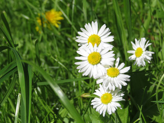 Chamomile flowers in green grass. White daisies, green meadow with wildflowers, healing herbs