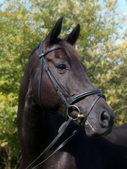 Obraz premium Black Horse Head Shot