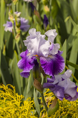 Iris in bloom. 