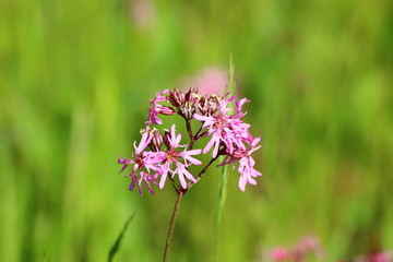 Kuckucks-Lichtnelke (Lychnis flos-cuculi) 