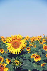 summer sunflowers field sky yellow green blue orange